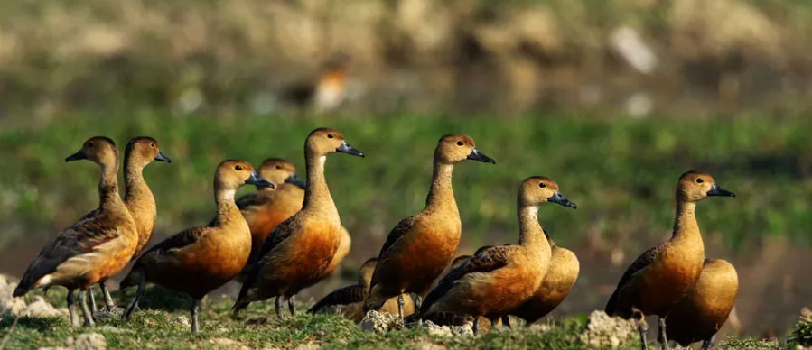 pobitora birds