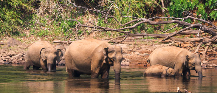 pobitora elephants